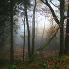 Nebel im Wald