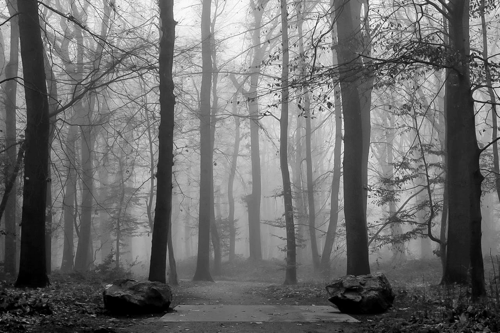 Nebel im Wald