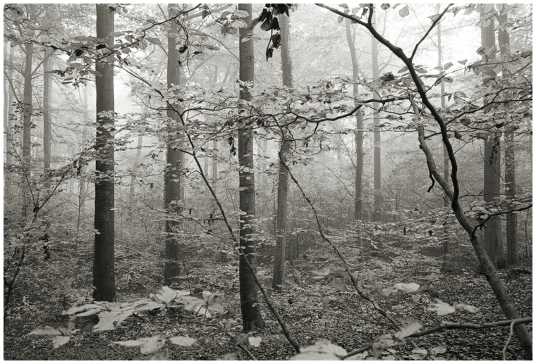 Nebel im Wald