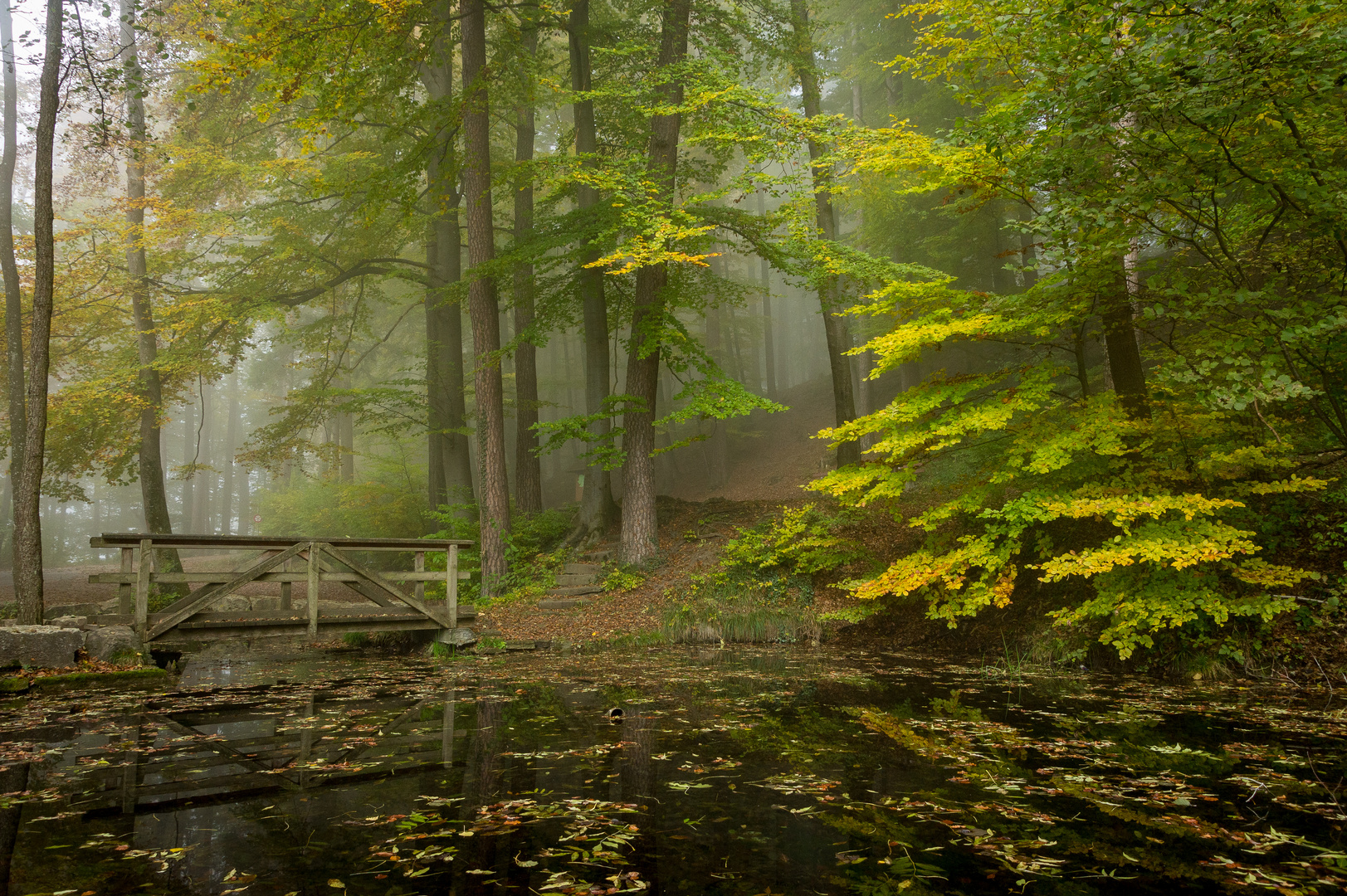 Nebel im Wald