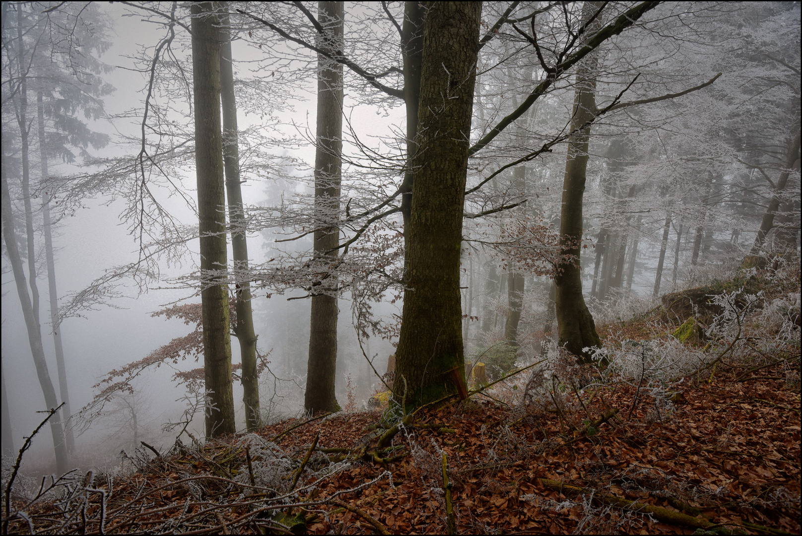 Nebel im Wald