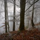 Nebel im Wald