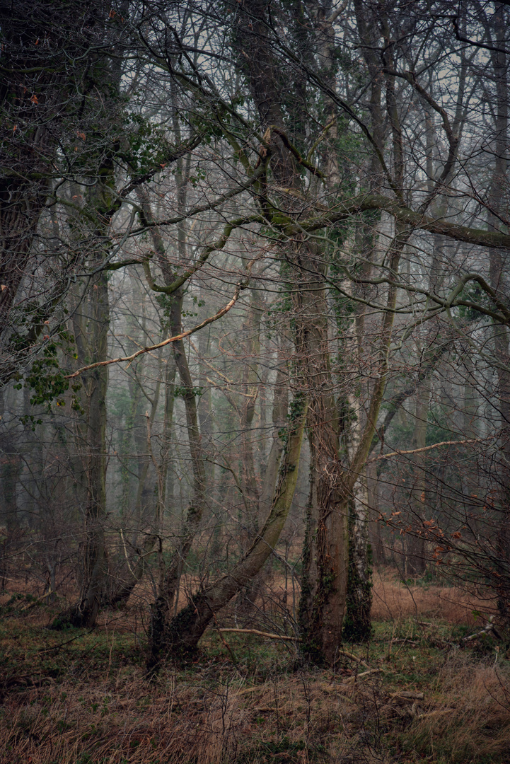 Nebel im Wald