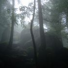 Nebel im Wald