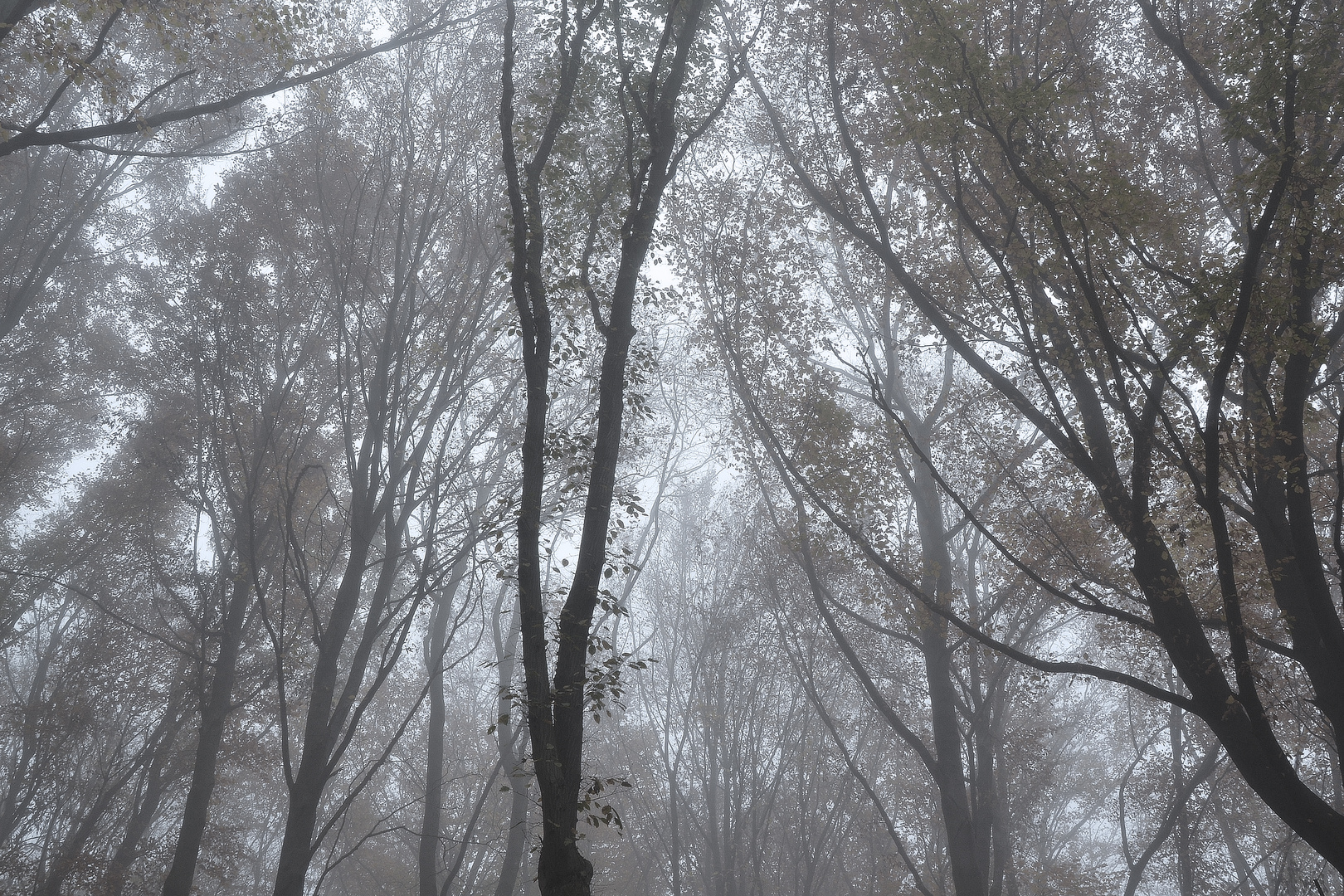 Nebel im Wald