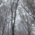 Nebel im Wald