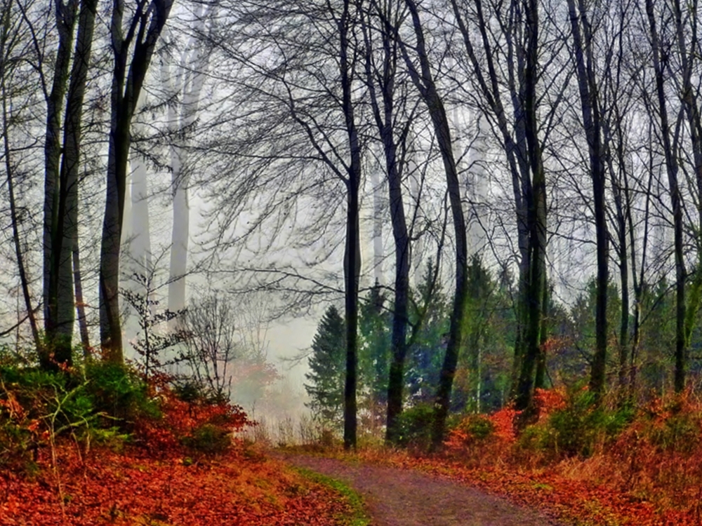 Nebel im Wald