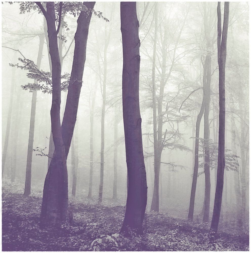 - nebel im wald -