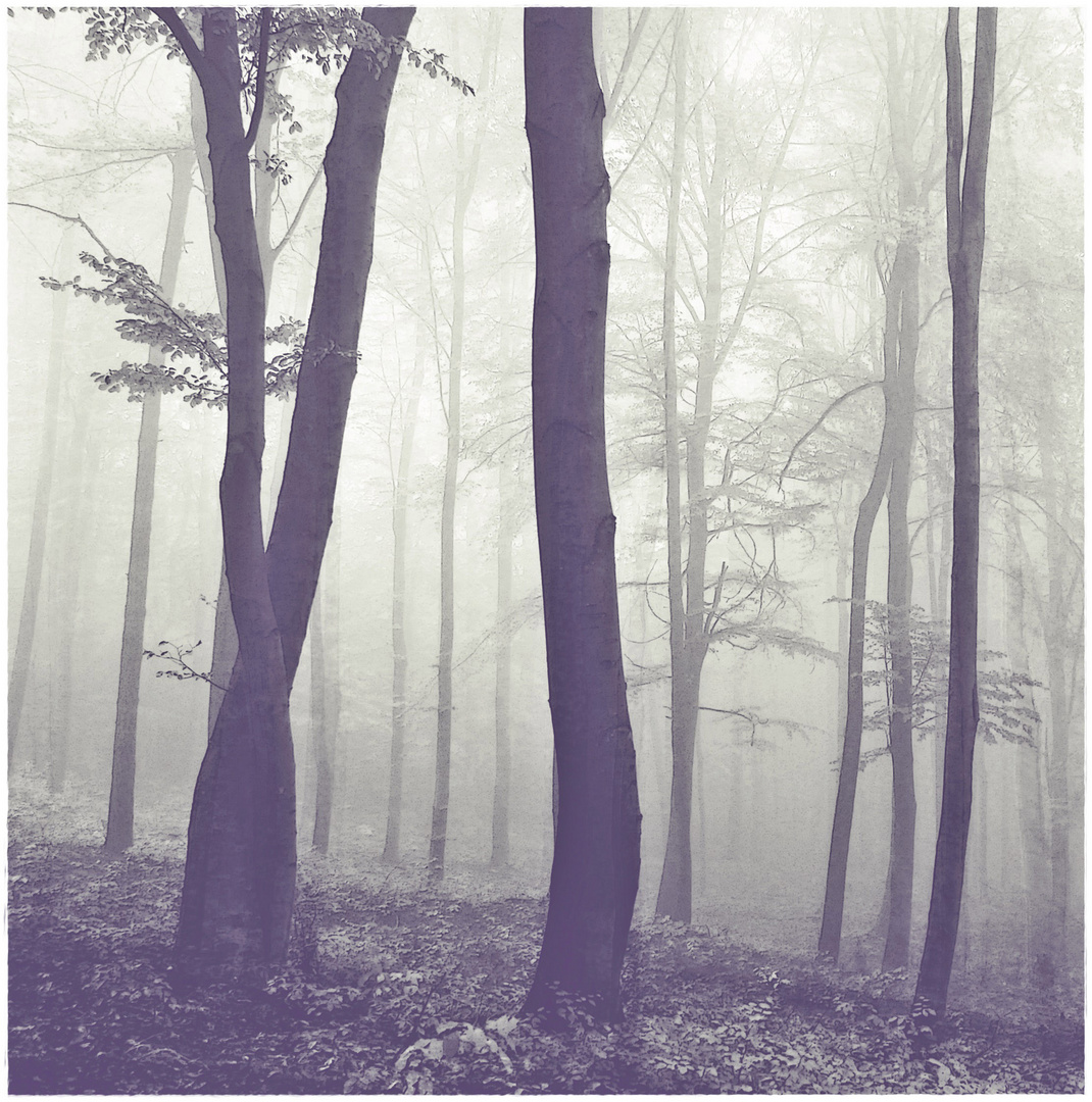 - nebel im wald -