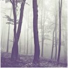 - nebel im wald -