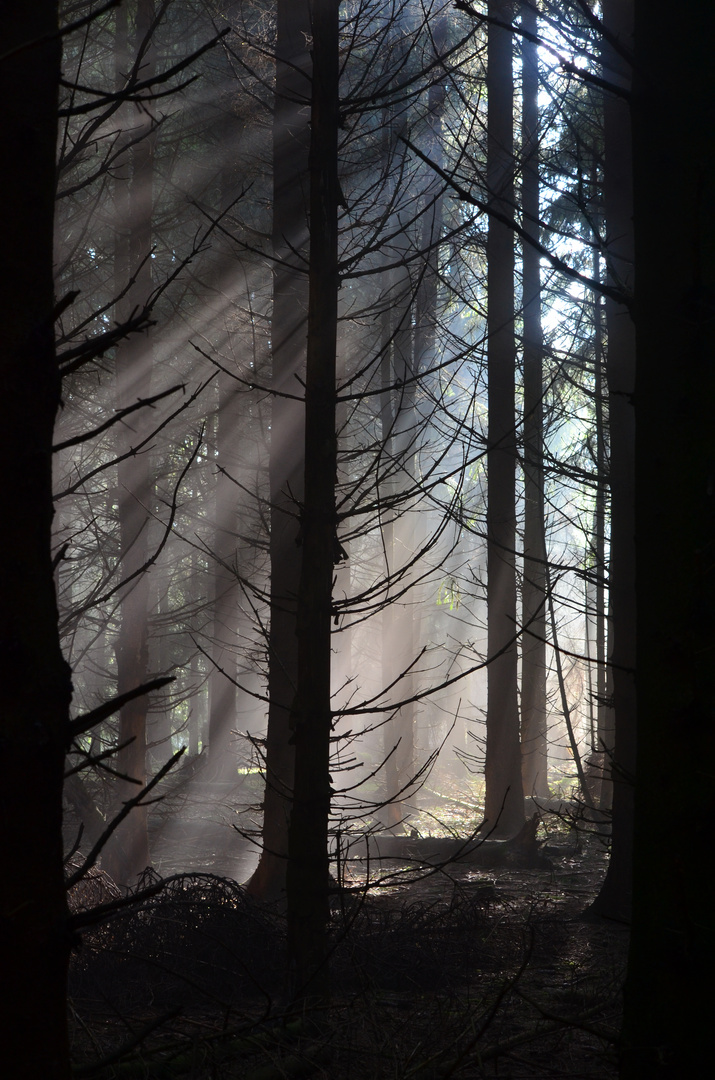 Nebel im Wald