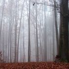 nebel im wald.