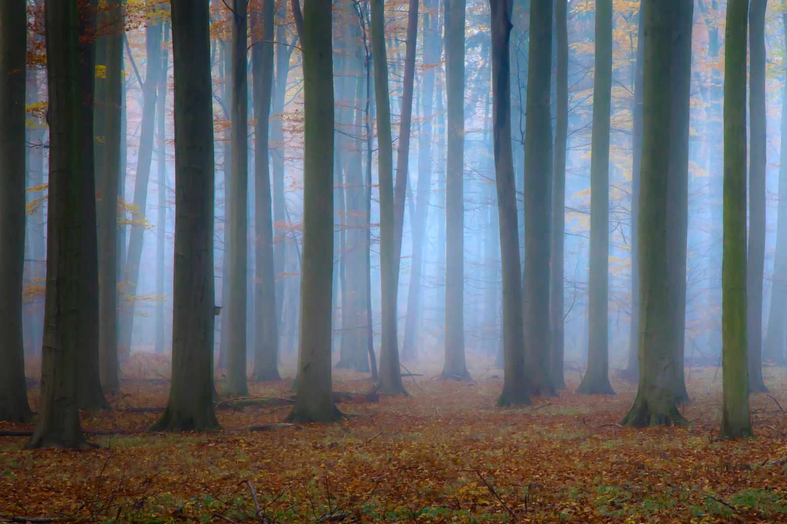 Nebel im Wald