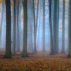 Nebel im Wald