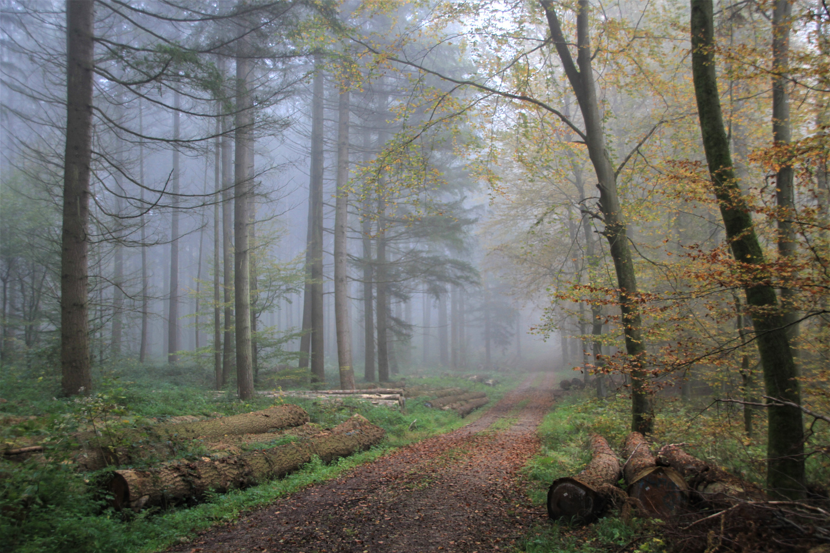 Nebel im Wald. 