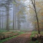 Nebel im Wald. 