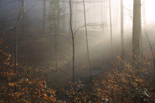 Nebel im Wald