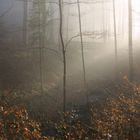 Nebel im Wald