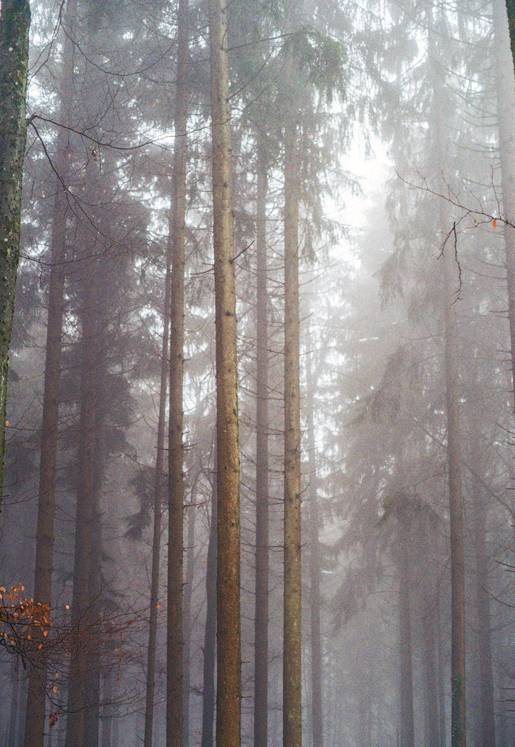 Nebel im Wald