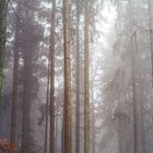 Nebel im Wald