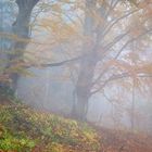 Nebel im Wald