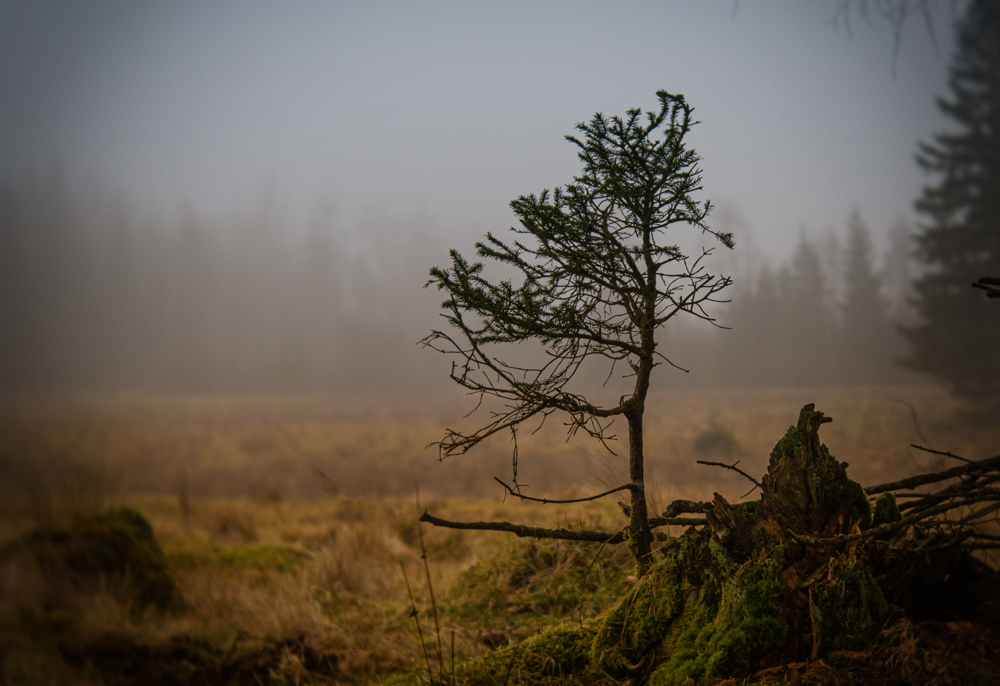 Nebel im Wald