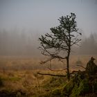 Nebel im Wald