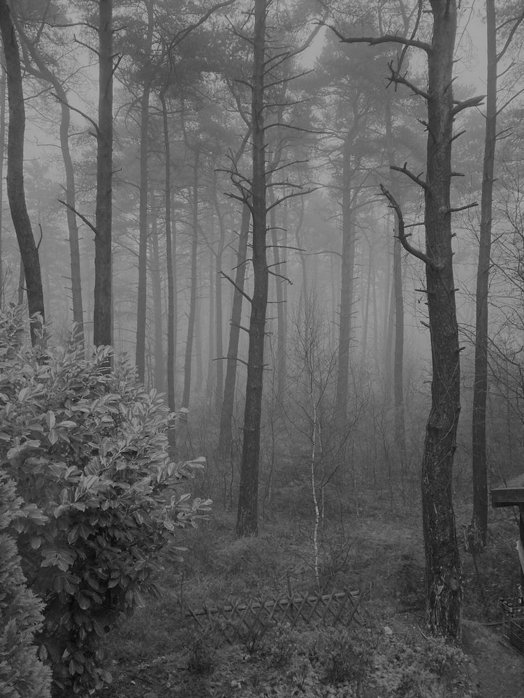 Nebel im Wald