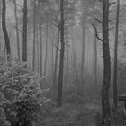 Nebel im Wald