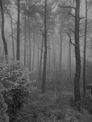 Nebel im Wald