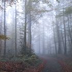 Nebel im Wald