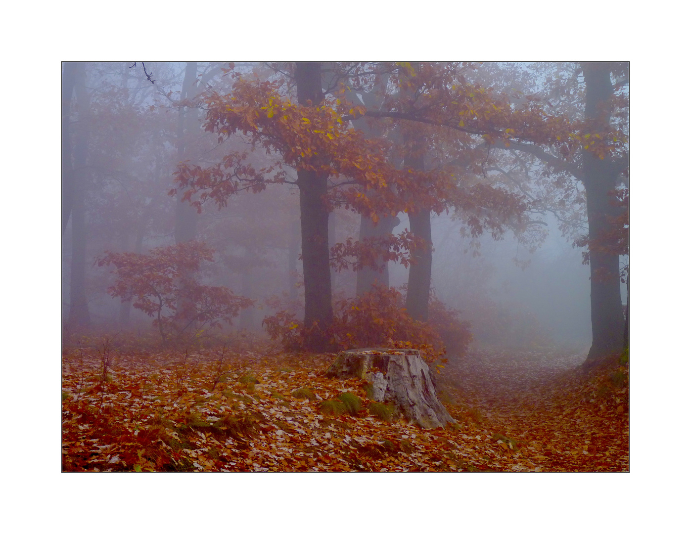 Nebel im Wald