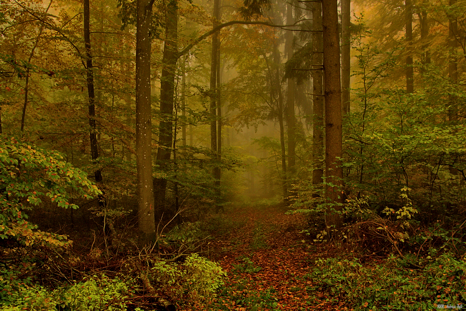 Nebel im Wald