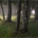 Nebel im Wald