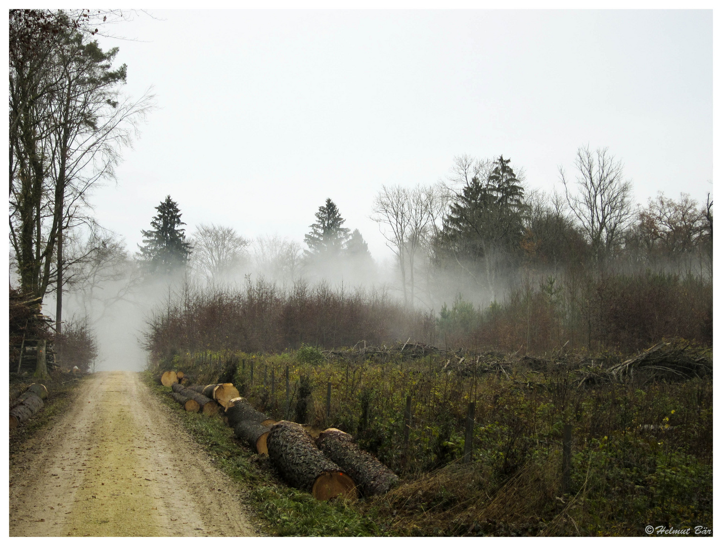 Nebel im Wald