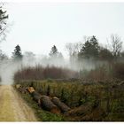 Nebel im Wald