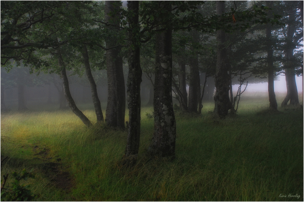 Nebel im Wald