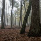 Nebel im Wald