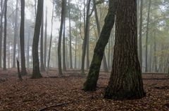 Nebel im Wald