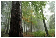 Nebel im Wald