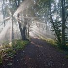 Nebel im Wald