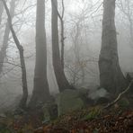 Nebel im Wald