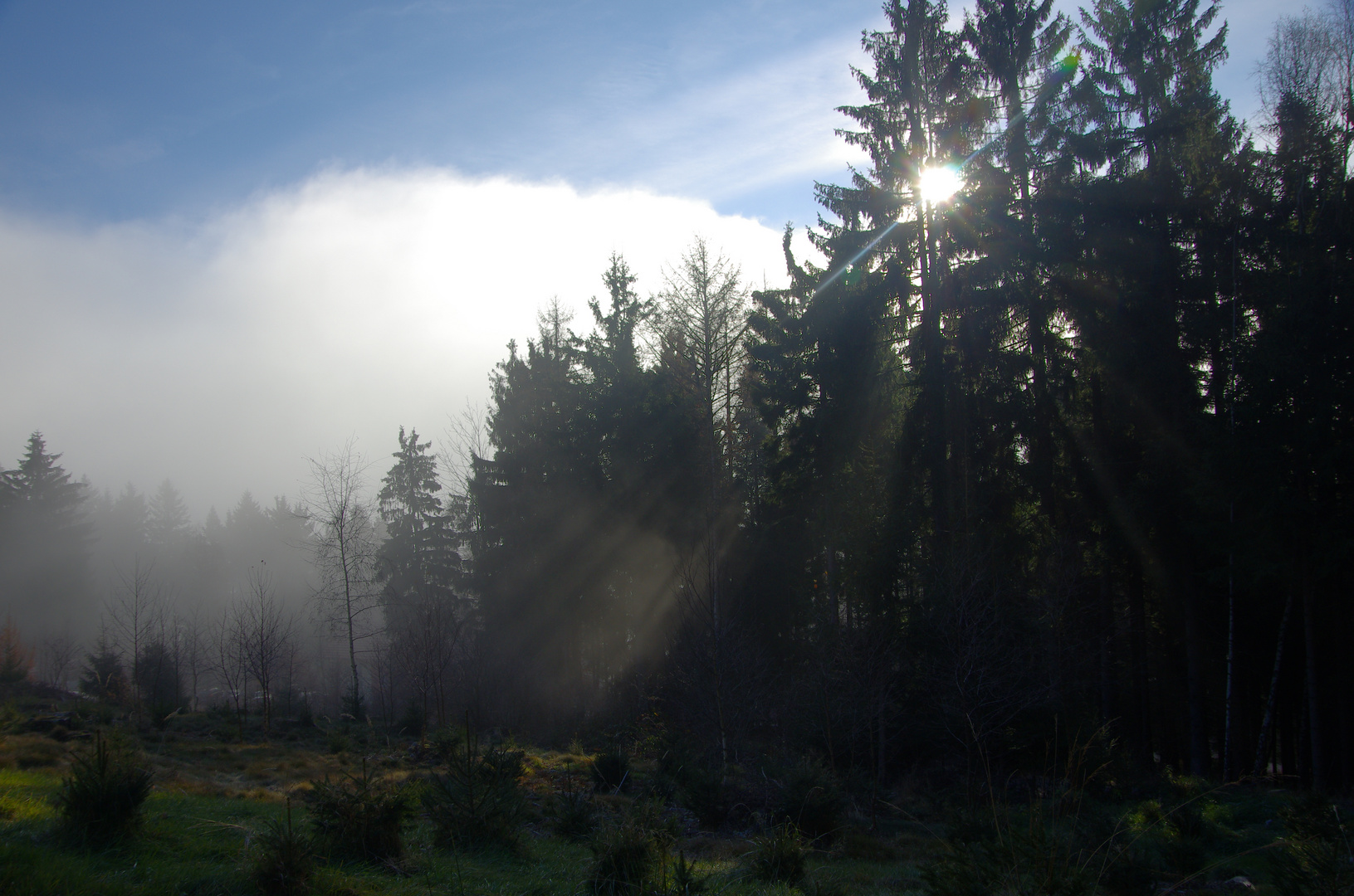 Nebel im Wald