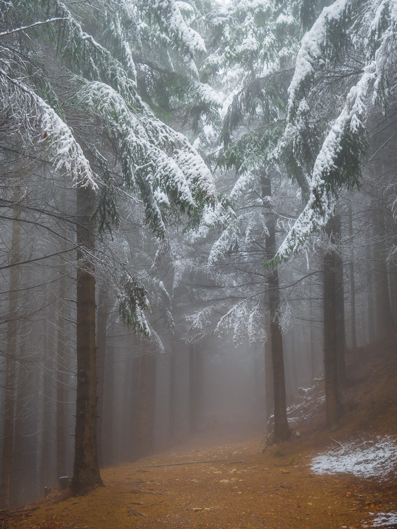 Nebel im Wald