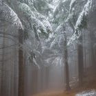 Nebel im Wald