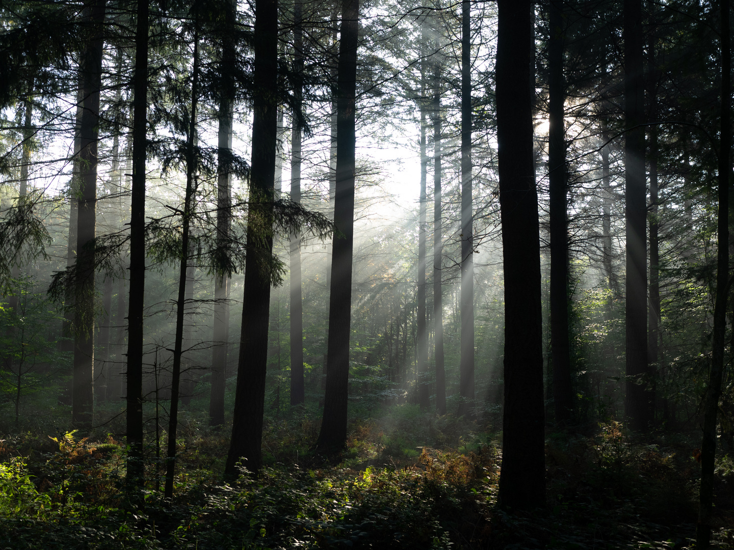 Nebel im Wald