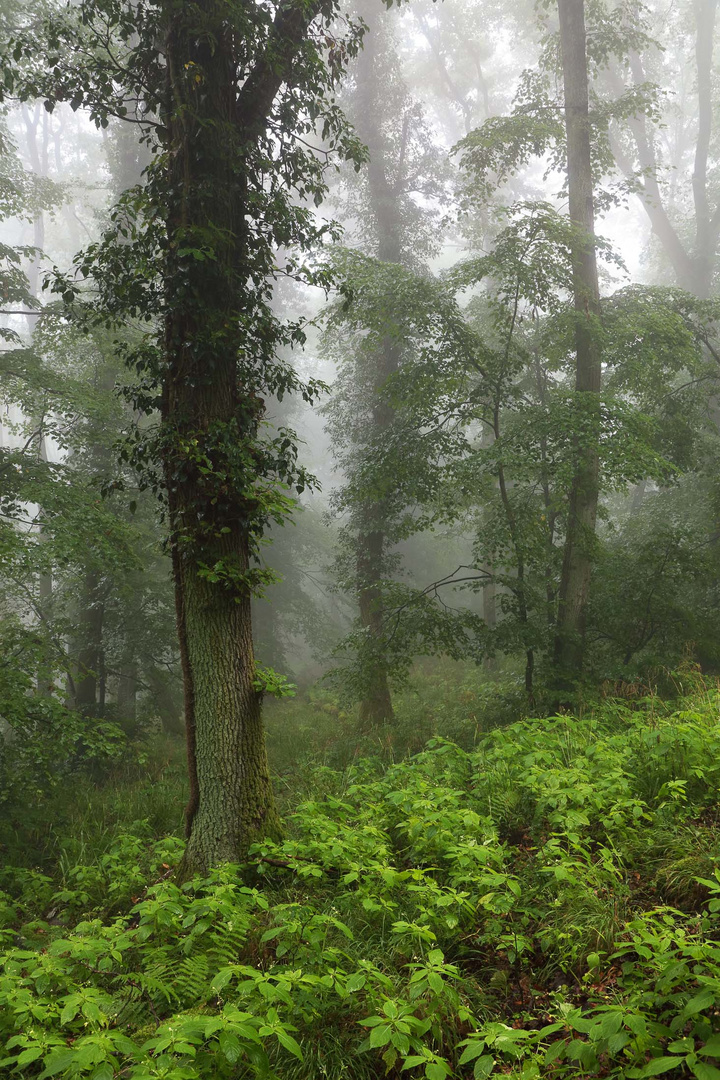 Nebel im Wald