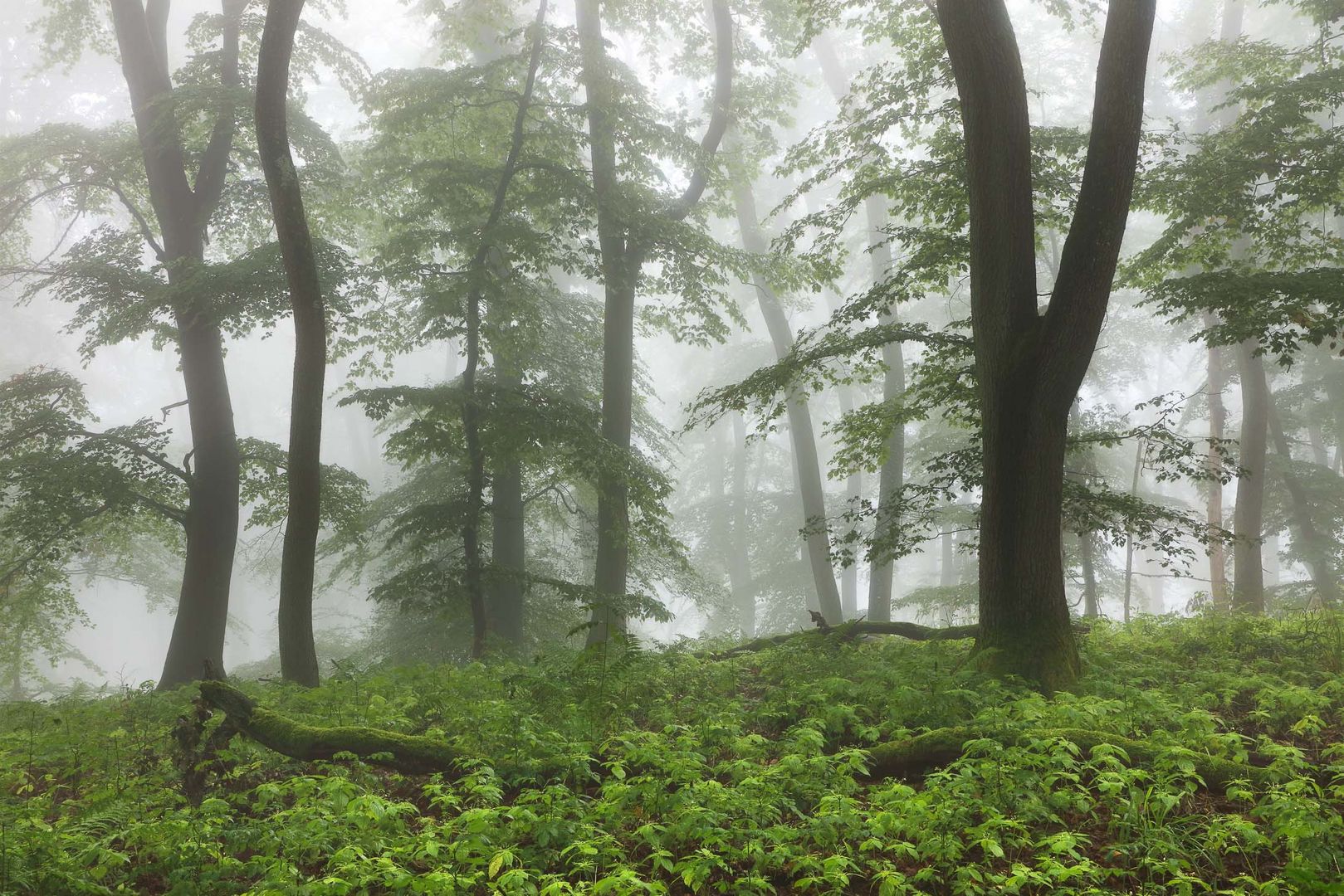 Nebel im Wald