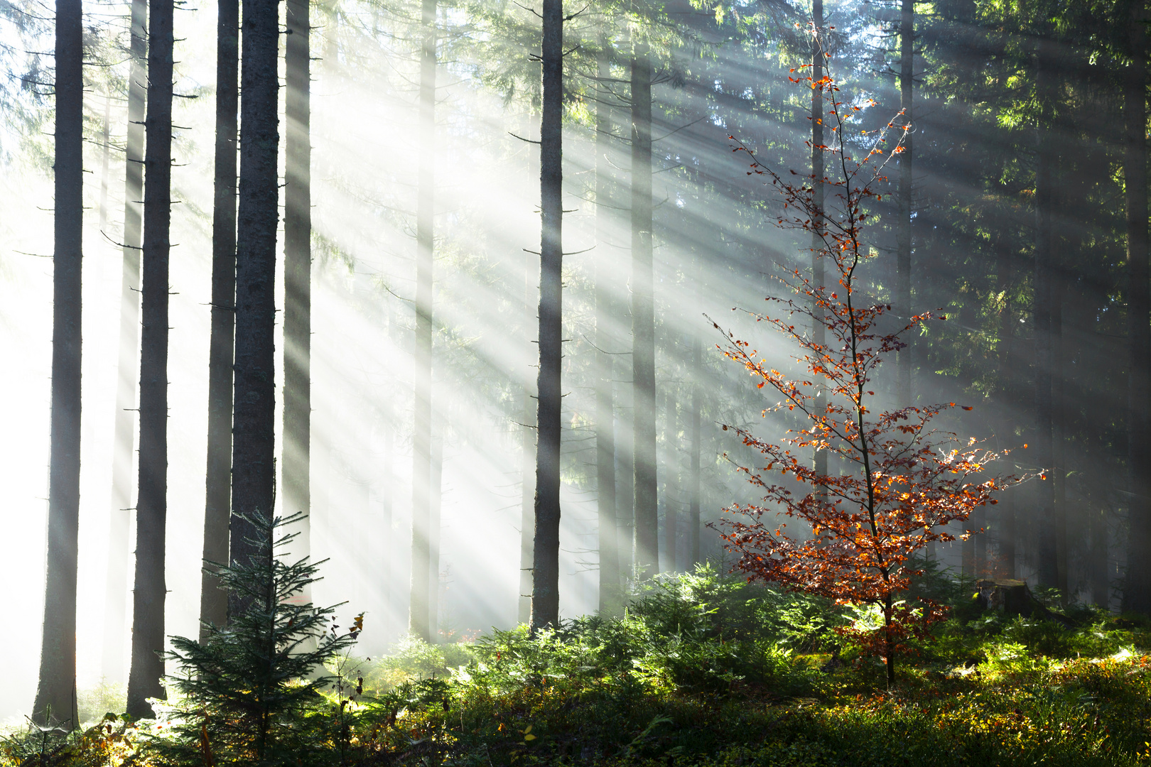 Nebel im Wald