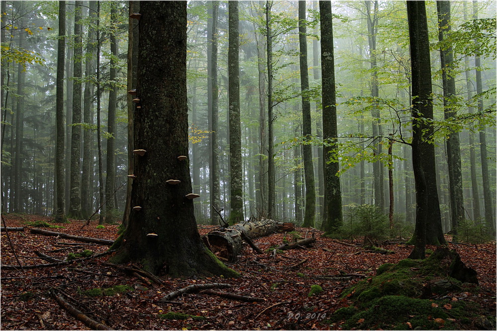 Nebel im Wald....